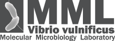 MML Vibrio vulnificus | Molecular Microbiology Laboratory